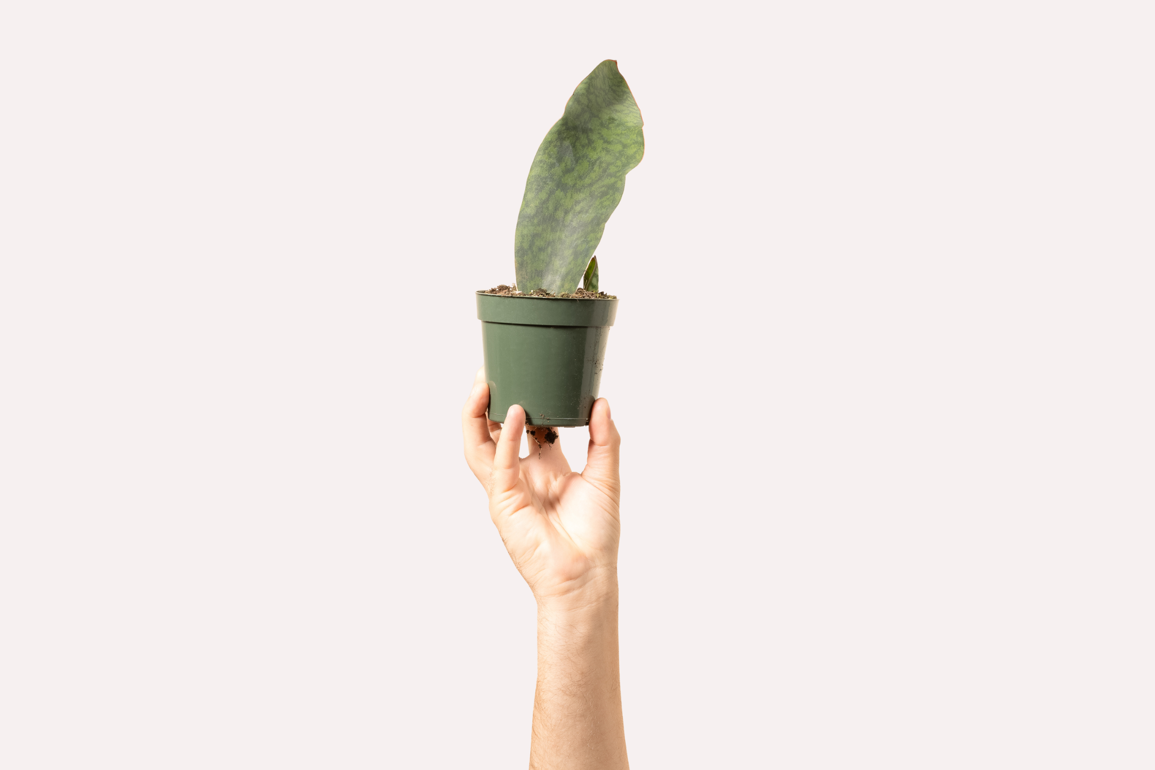 3 Easy Ways to Propagate Snake Plants  BWH Plant Co