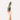 snake plant (sansevieria)