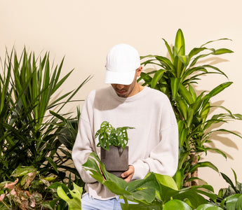 Why Your Plant Is Struggling