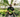 A person holds potted plants in a greenhouse filled with lush greenery and hanging vines.