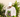 A person wearing a white cap and a beige sweater holds a small potted Monstera adansonii, surrounded by lush green plants.