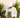 A person wearing a white cap and a beige sweater holds a small potted Monstera adansonii, surrounded by lush green plants.