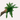 boston fern plant care