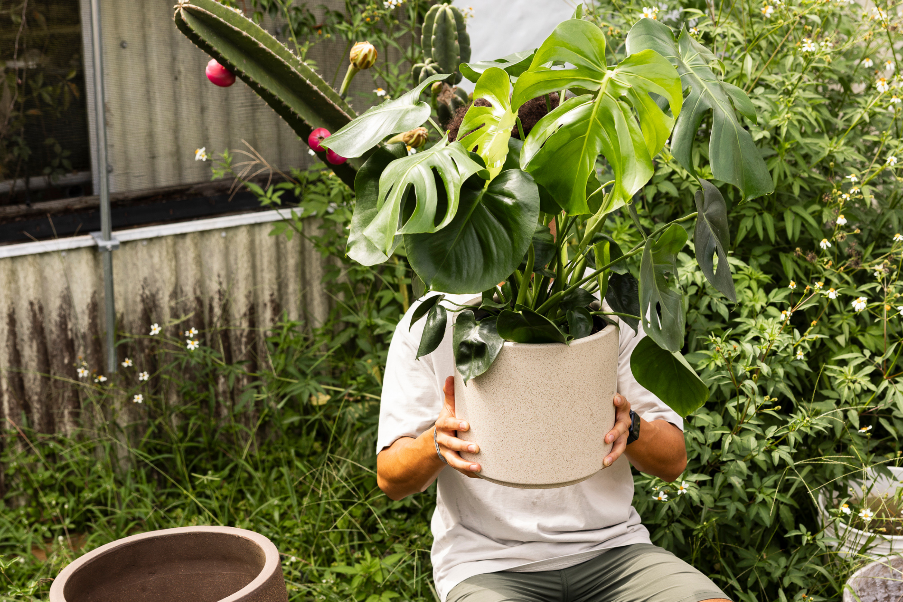 orchid plant flower Imported Orchid Plants - Premium Flowering Varieties