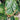 leaf burn