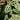 maranta plants