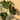 watering can over plants