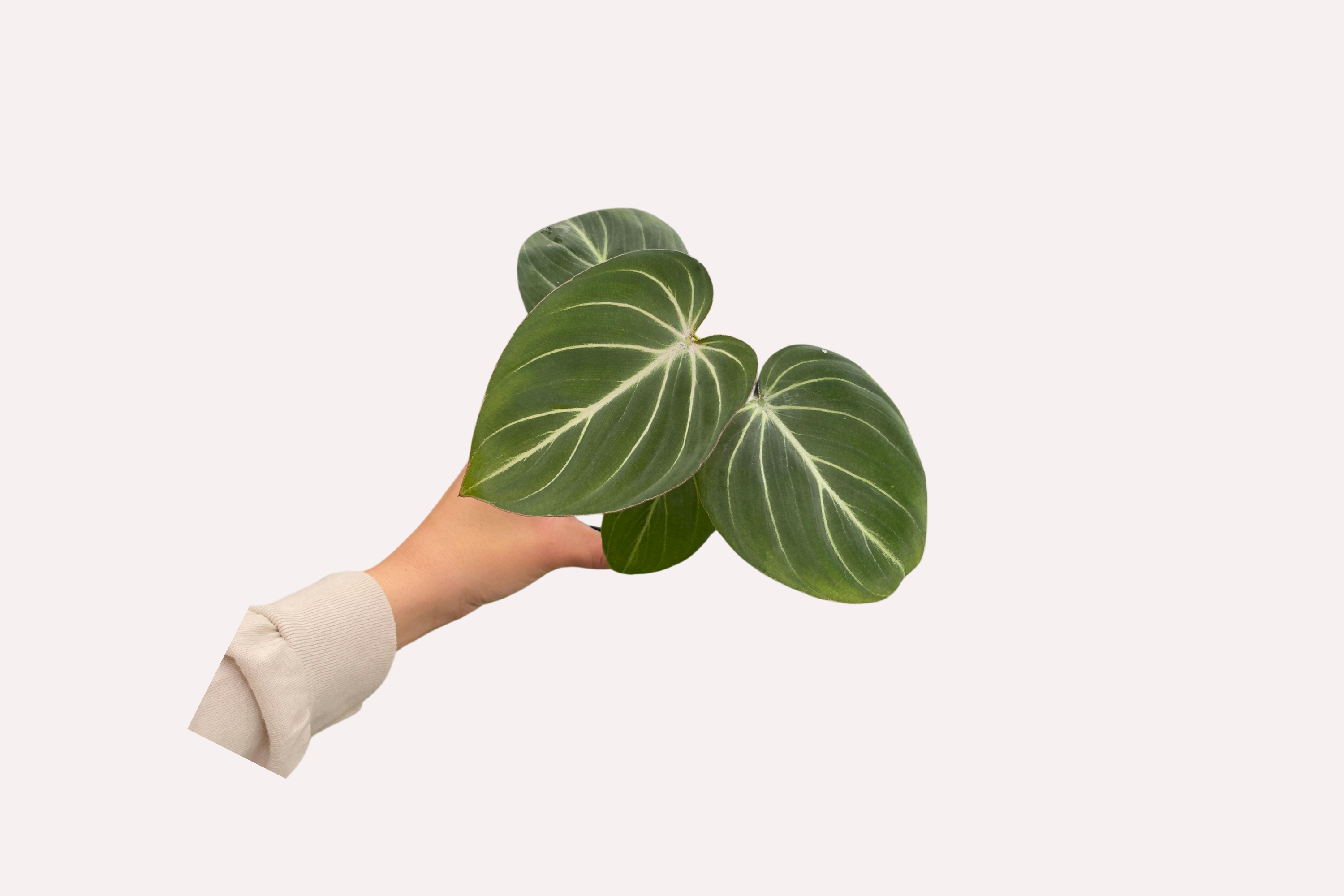 philodendron wurzelfäule Philodendron roseocataphyllum – Rosige Katafylle & elegante Blätter main image 1