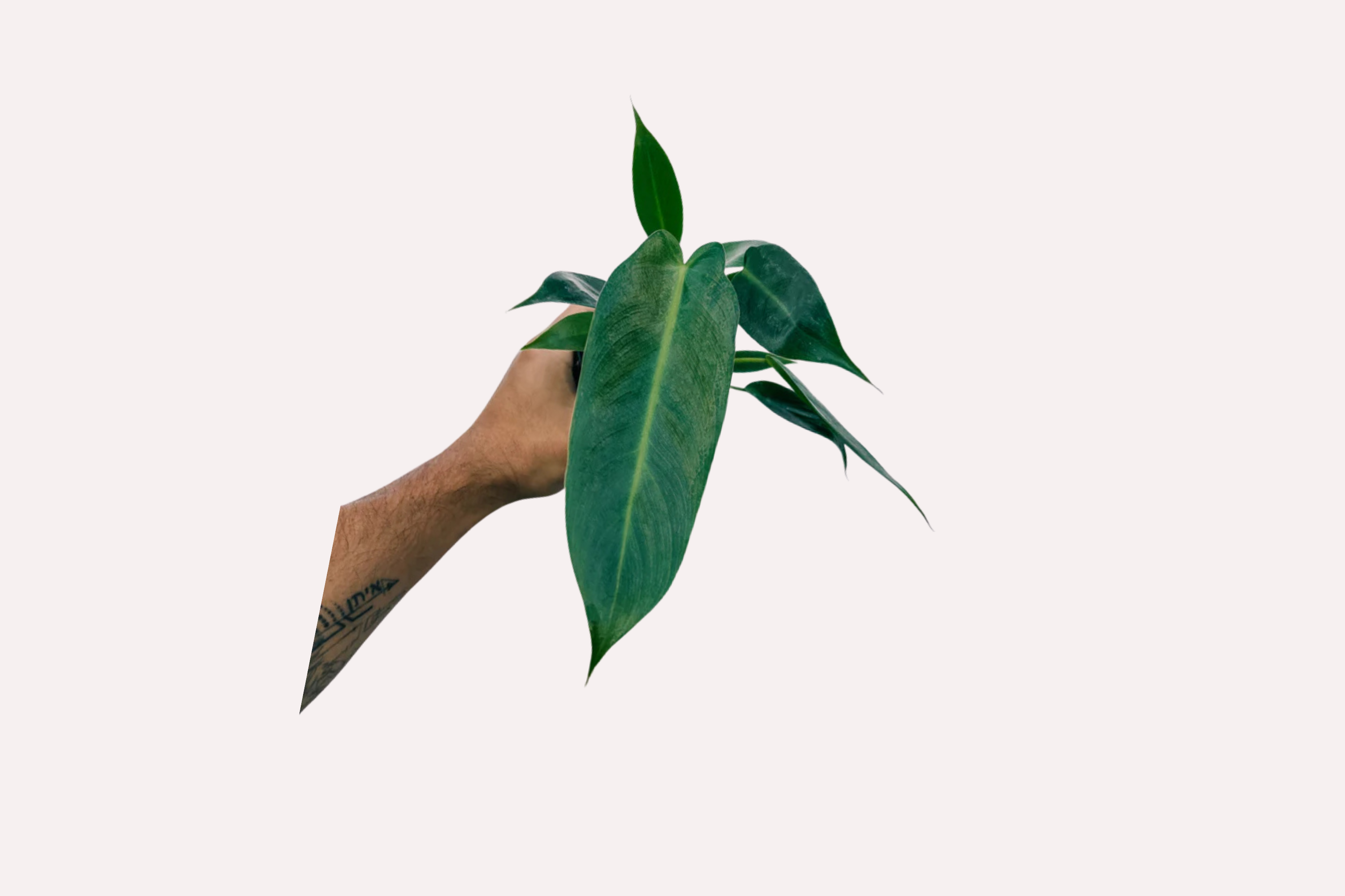 calathea prayer plant Wholesale