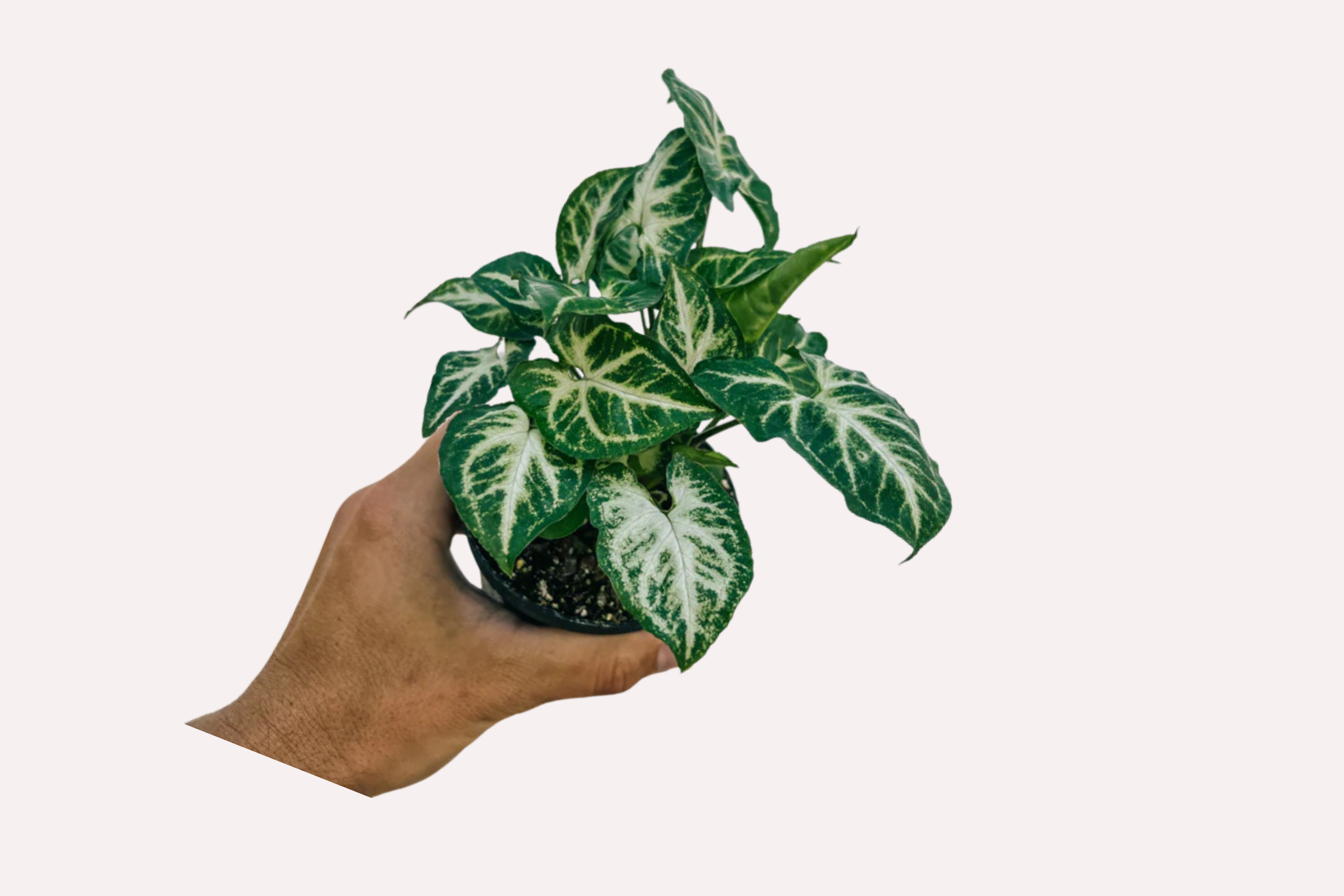 pachira aquatica money tree plant Pachira aquatica