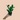 ZZ Plant Care Instructions and Tips from Albino to ZZ