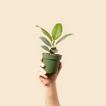 house plants under $10
