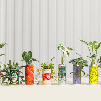 All plants
