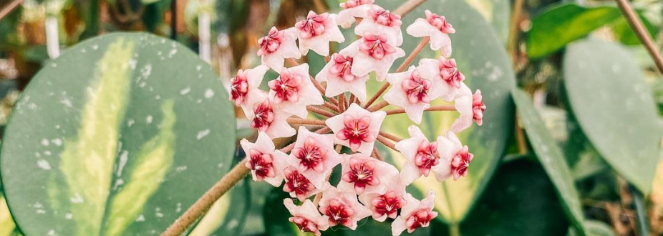 Hoya Houseplants - Low-Maintenance & Pet-Friendly – Page – BWH