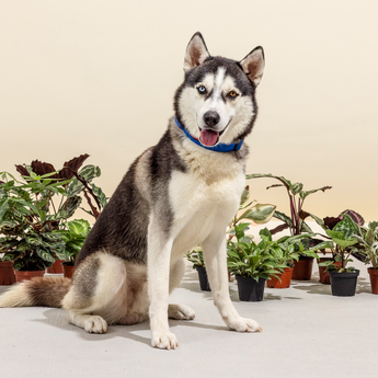 pet friendly houseplants