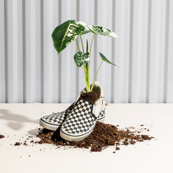 rare and tropical house plants