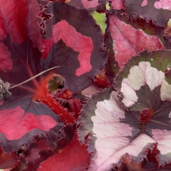 Begonia plants