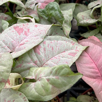 Syngonium (Arrowhead Plants)