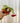 4” Nepenthes 'Bloody Mary'