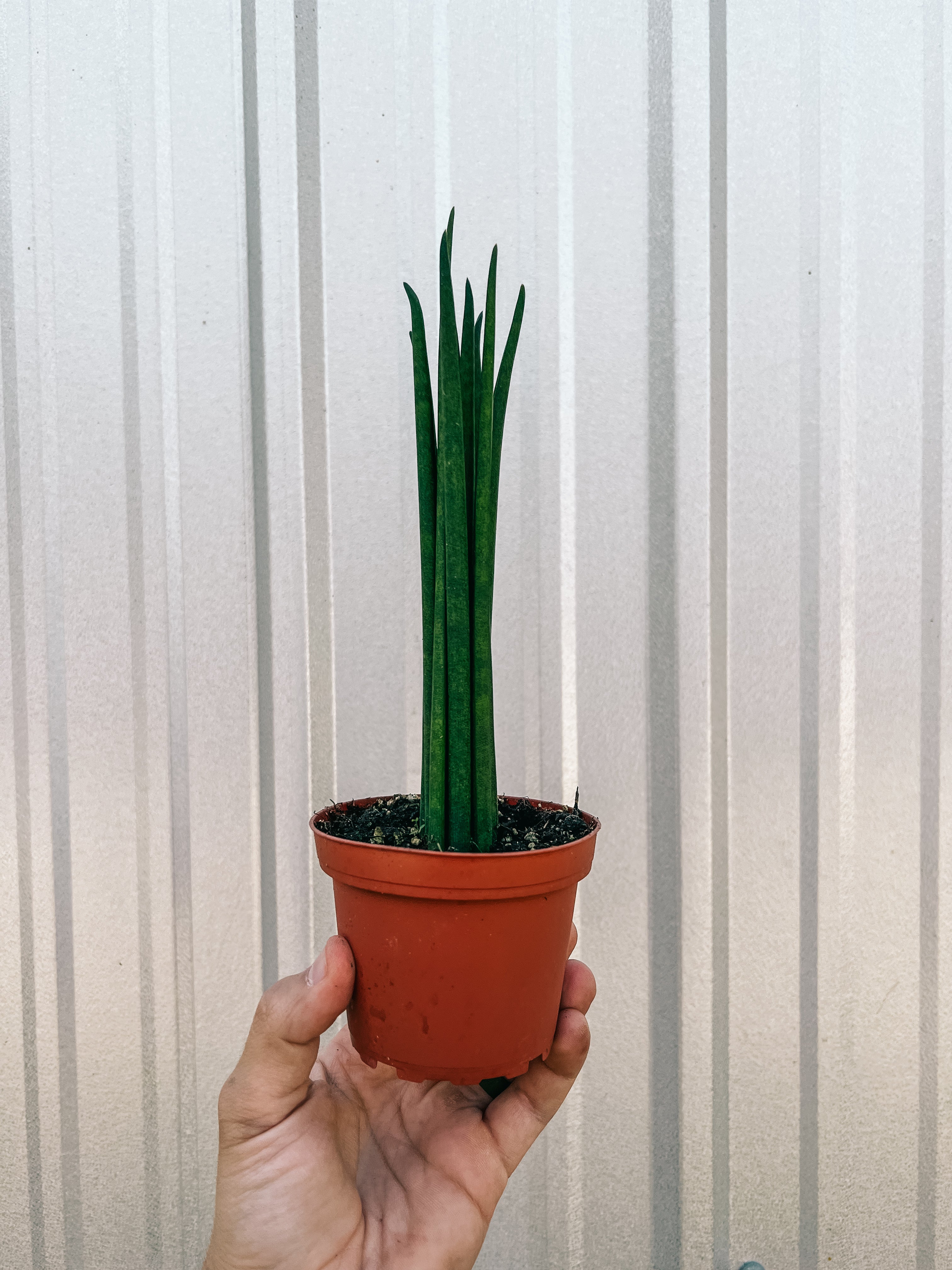 sansevieria bacularis care 4" Sansevieria 'Bacularis Fernwood’