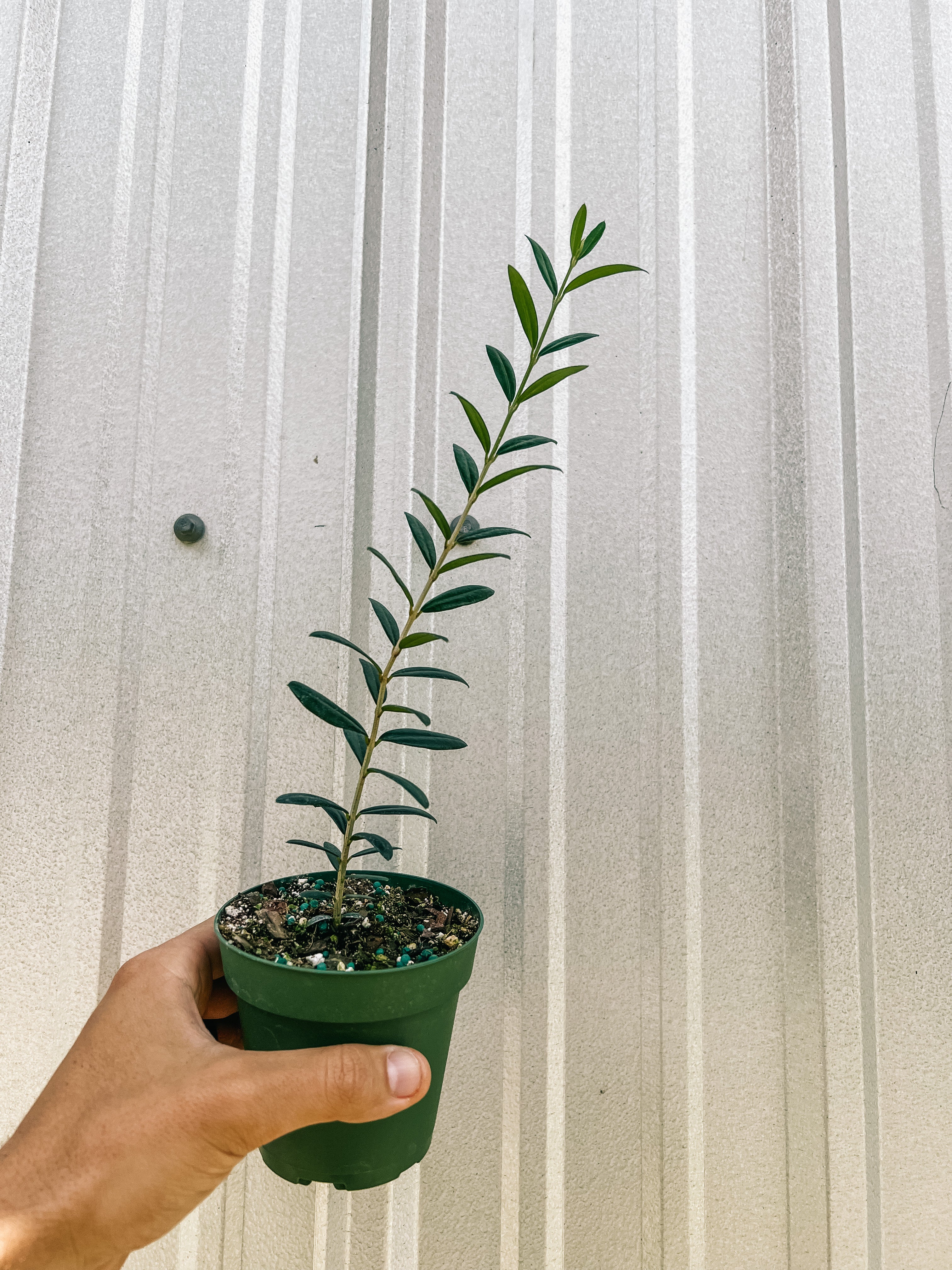 Olive Tree (Olea Europaea) Indoor Houseplant