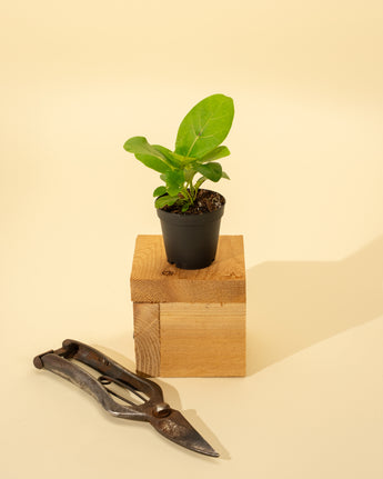 A small potted ficus plant on a wooden block with a pair of pruning shears lying in front.