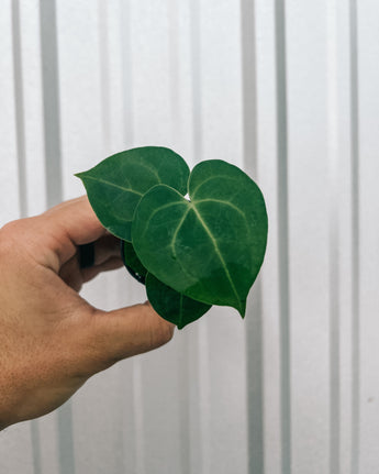 A hand holding a 2-inch pot of Anthurium 'Clarinervium' with heart-shaped leaves against a metal background.