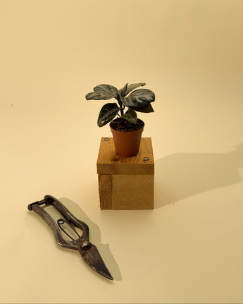 Small potted plant on a wooden block with a pair of shears on a beige background