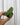 A person holding a small potted plant with metallic-veined leaves.