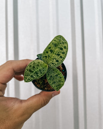 A person holding a small potted plant with metallic-veined leaves.