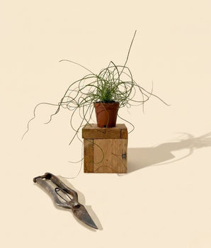 2" Juncus 'Spiralis Twister' (Corkscrew Plant)