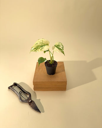 Small potted plant on a wooden block with a pair of shears on a beige background