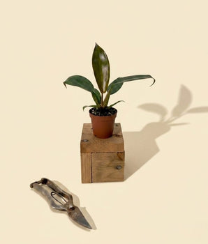 2" Philodendron 'Florida Bronze'