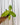 A hand holding a 2-inch pot of Philodendron 'Painted Lady' with green leaves splashed with vibrant yellow variegation.