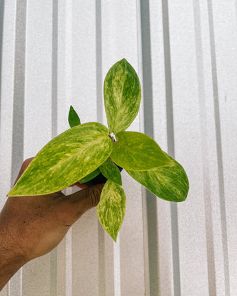 A hand holding a 2-inch pot of Philodendron 'Painted Lady' with green leaves splashed with vibrant yellow variegation.