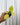 A hand holding a small potted Philodendron 'Warscewiczii Aurea' plant with yellow-green leaves against a metal background.