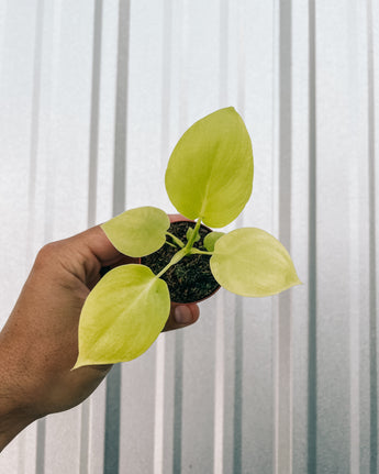 A hand holding a small potted Philodendron 'Warscewiczii Aurea' plant with yellow-green leaves against a metal background.