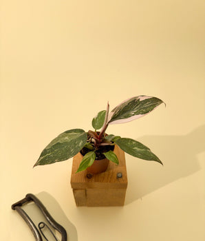 2" Philodendron Red Anderson 'Pink Knight'