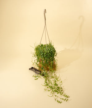 4.5" Peperomia Prostrata 'String of Turtles' (Hanging Basket)
