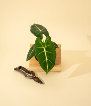 4" Alocasia 'Frydek'