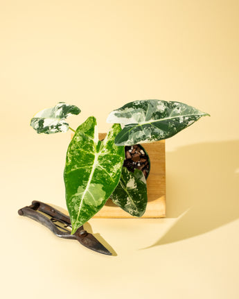 A potted Variegated Alocasia 'Frydek' with arrow-shaped, velvety green leaves splashed with creamy white, placed next to a pair of pruning shears on a beige background.