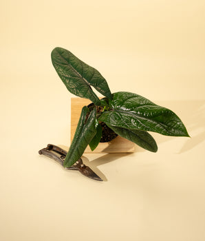 4" Alocasia 'Scalprum'