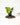 A potted Anthurium 'Veitchii' plant with long, strap-like green leaves.