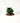 4" Arabica 'Coffee Plant'