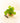 Green leafy plant in a wooden pot with pruning shears on a light background