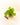 Green leafy plant in a wooden pot with pruning shears on a light background