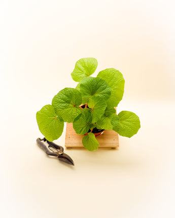 Green leafy plant in a wooden pot with pruning shears on a light background