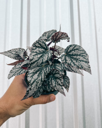 A person holding a 4-inch pot of Begonia 'Maledives' plant with patterned leaves.