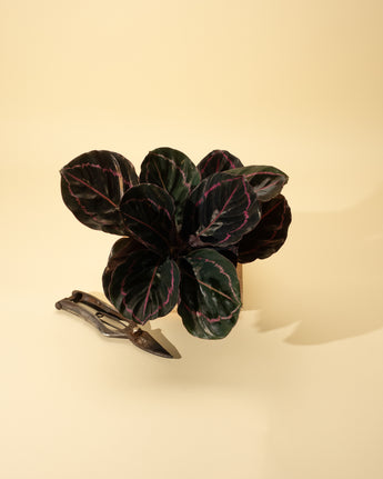 A potted Calathea 'Dottie' with dark green leaves with pink patterns, placed on a beige background.