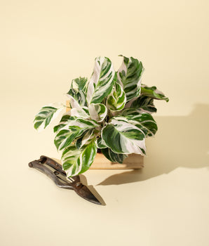 4" Calathea 'Fusion White'